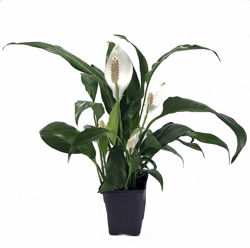 Why Peace Lilies Are Ideal for Low Light Areas