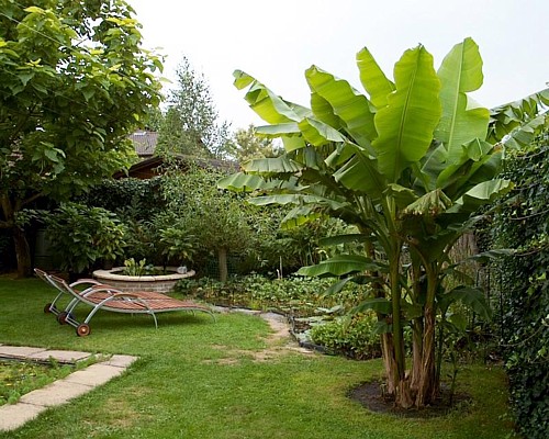 Hardy Banana Plants: Thrive in Cold Climates