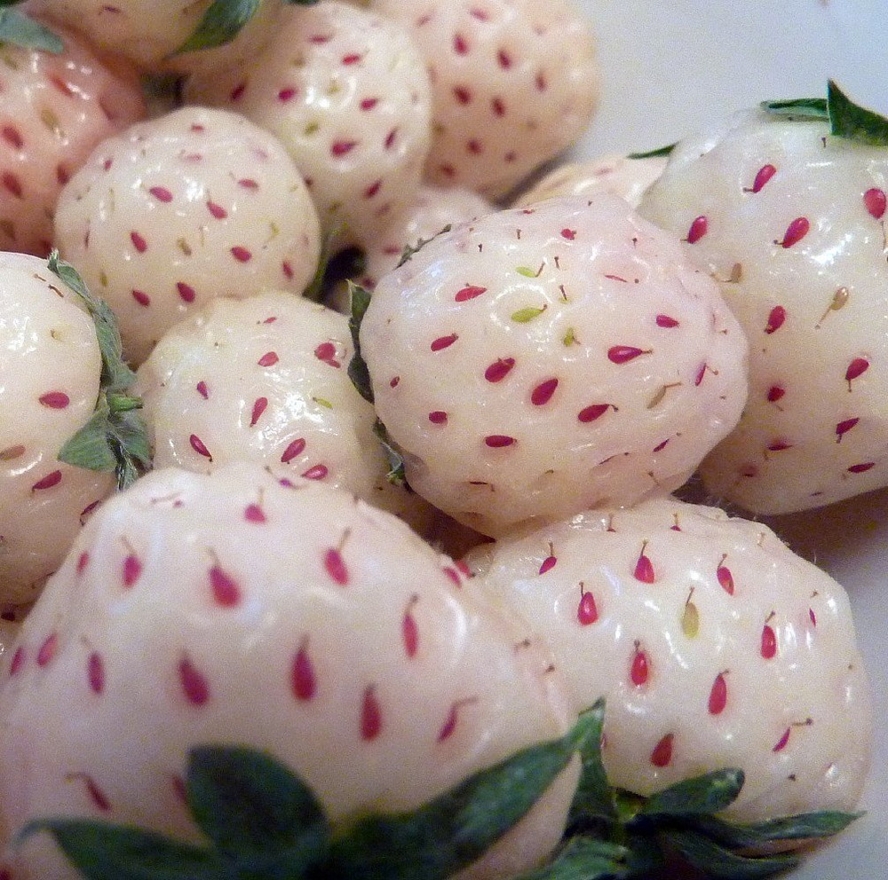Understanding White Strawberries: Why They Stay White