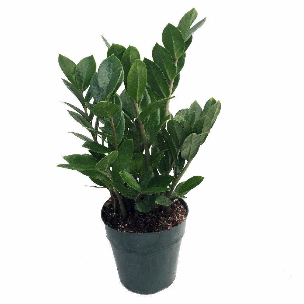 The Easiest House Plant in the World to Grow!