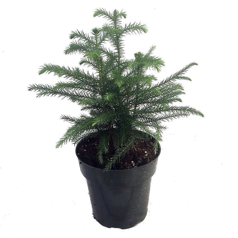 Growing Norfolk Island Pines: Tips and Tricks