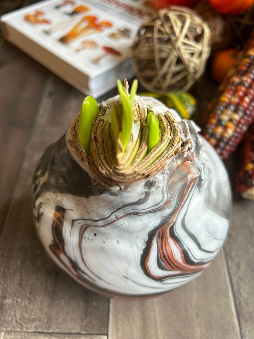 Waxed Amaryllis Update #3