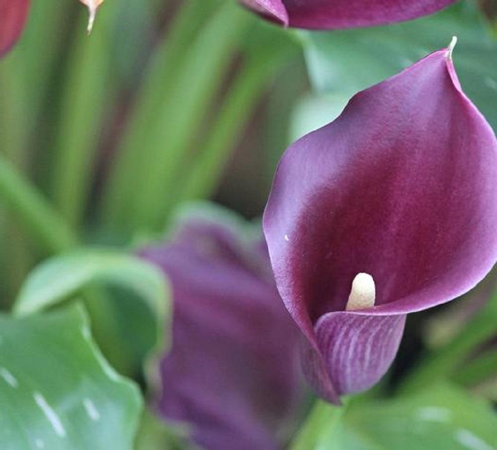 Discover the Unique Features of Accent Calla Lilies