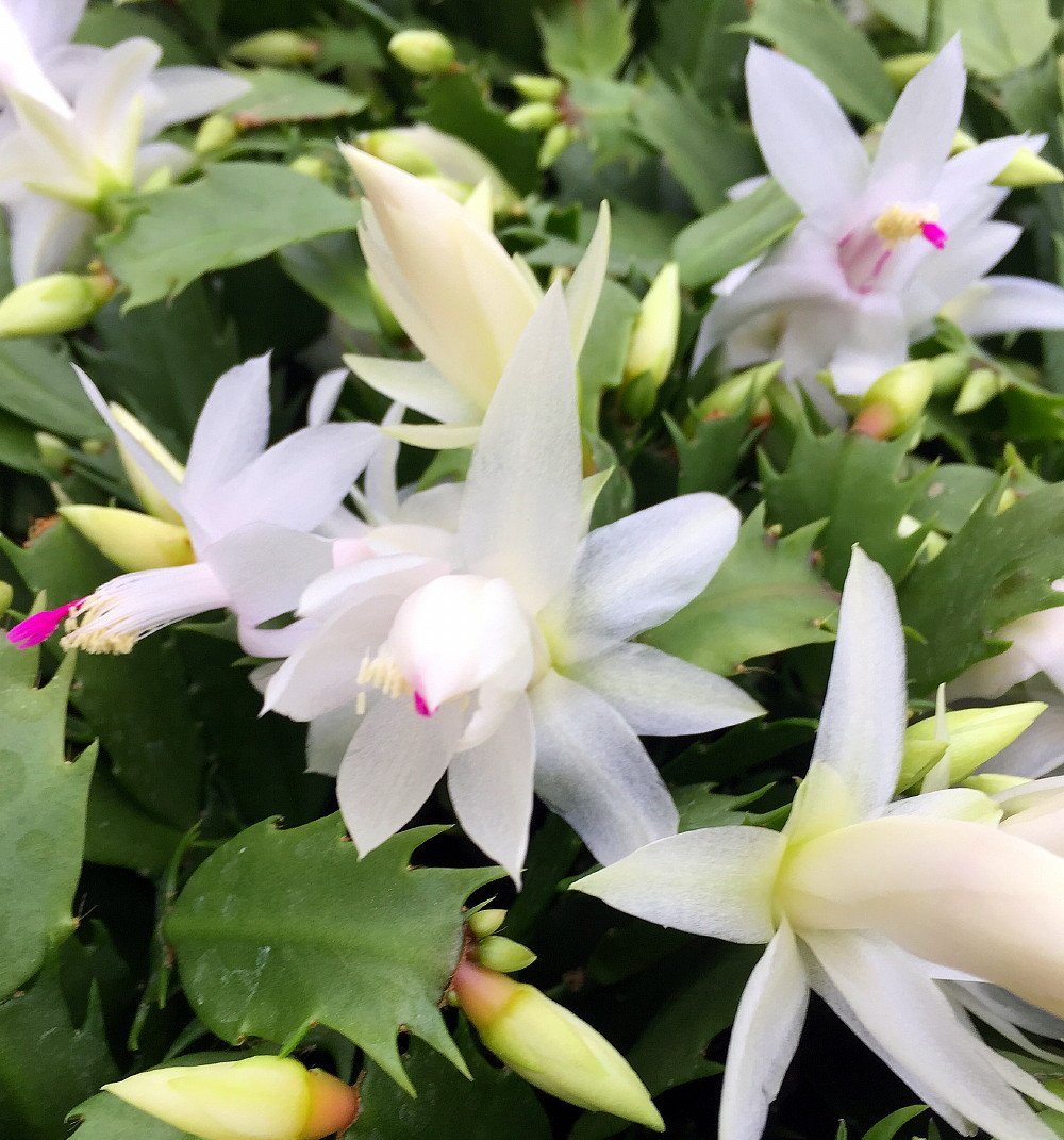 White Christmas Cactus Plant – Zygocactus