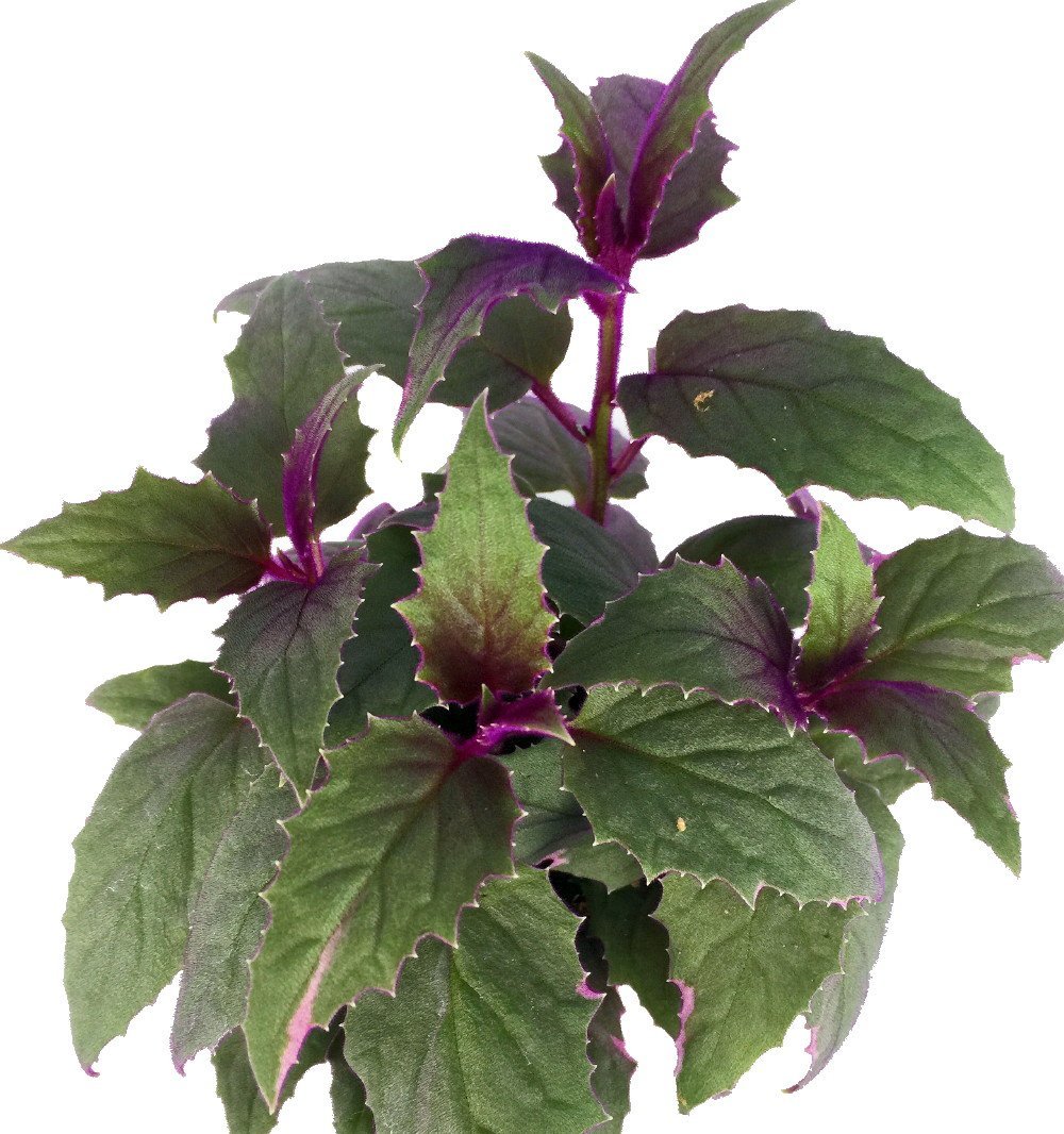 Purple Passion – EROTIC – Gynura