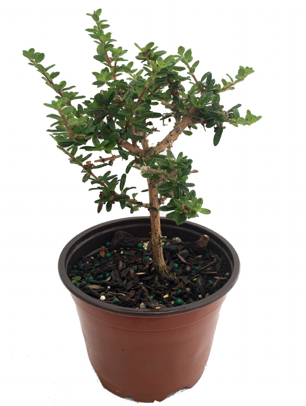 Discover Nashia: The Fragrant Bahama Berry Plant – Make Herbal Tea