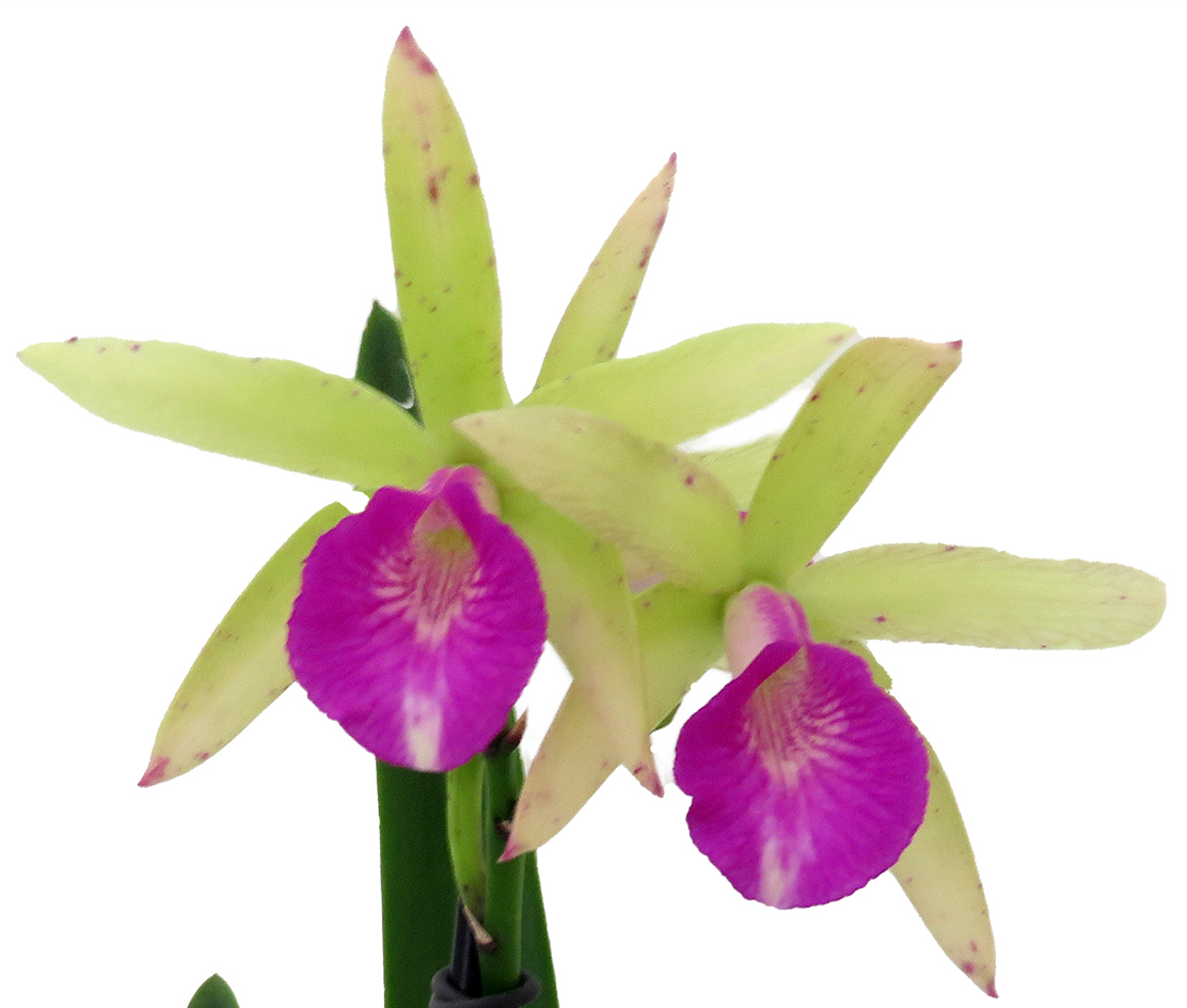 AM Cleveland – Alan Hirt – Orchid Care