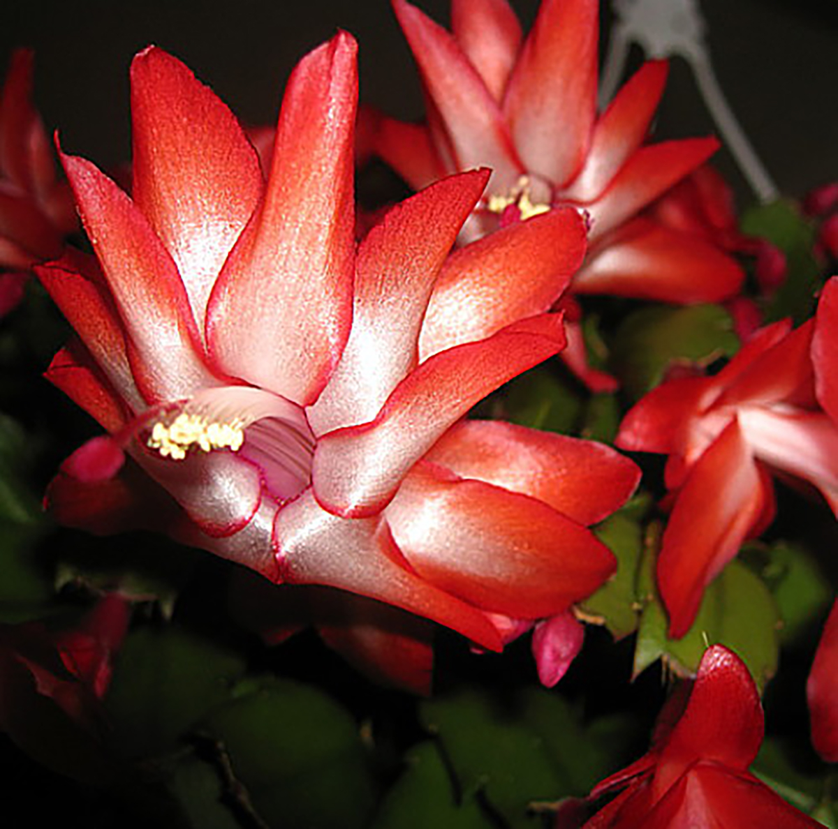 Red Christmas Cactus Plant – Zygocactus