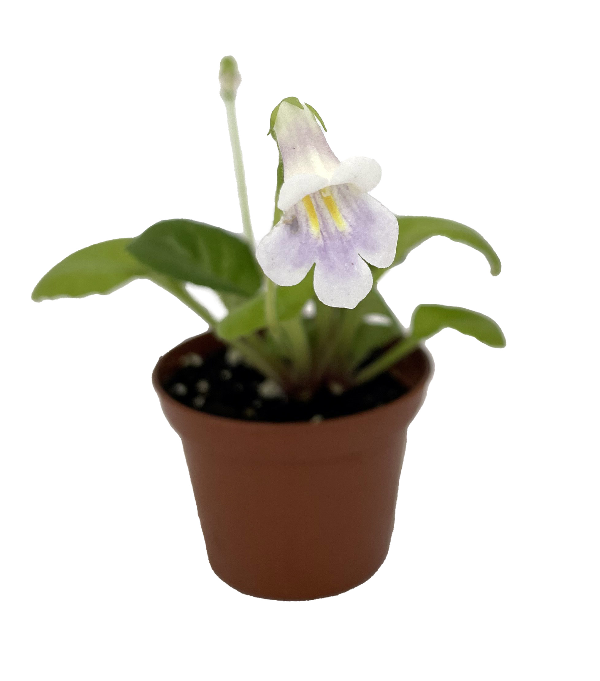 Dale’s Exotic Aroma Asian Violet – Primulina – House Plant