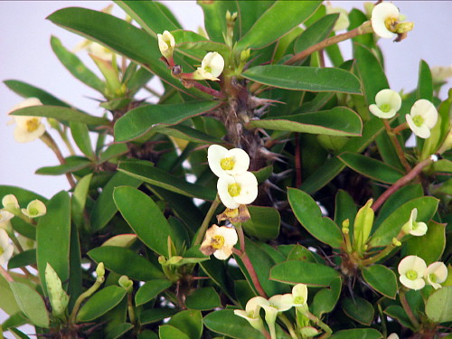 White Crown of Thorns Plant: A Symbol of Good Luck