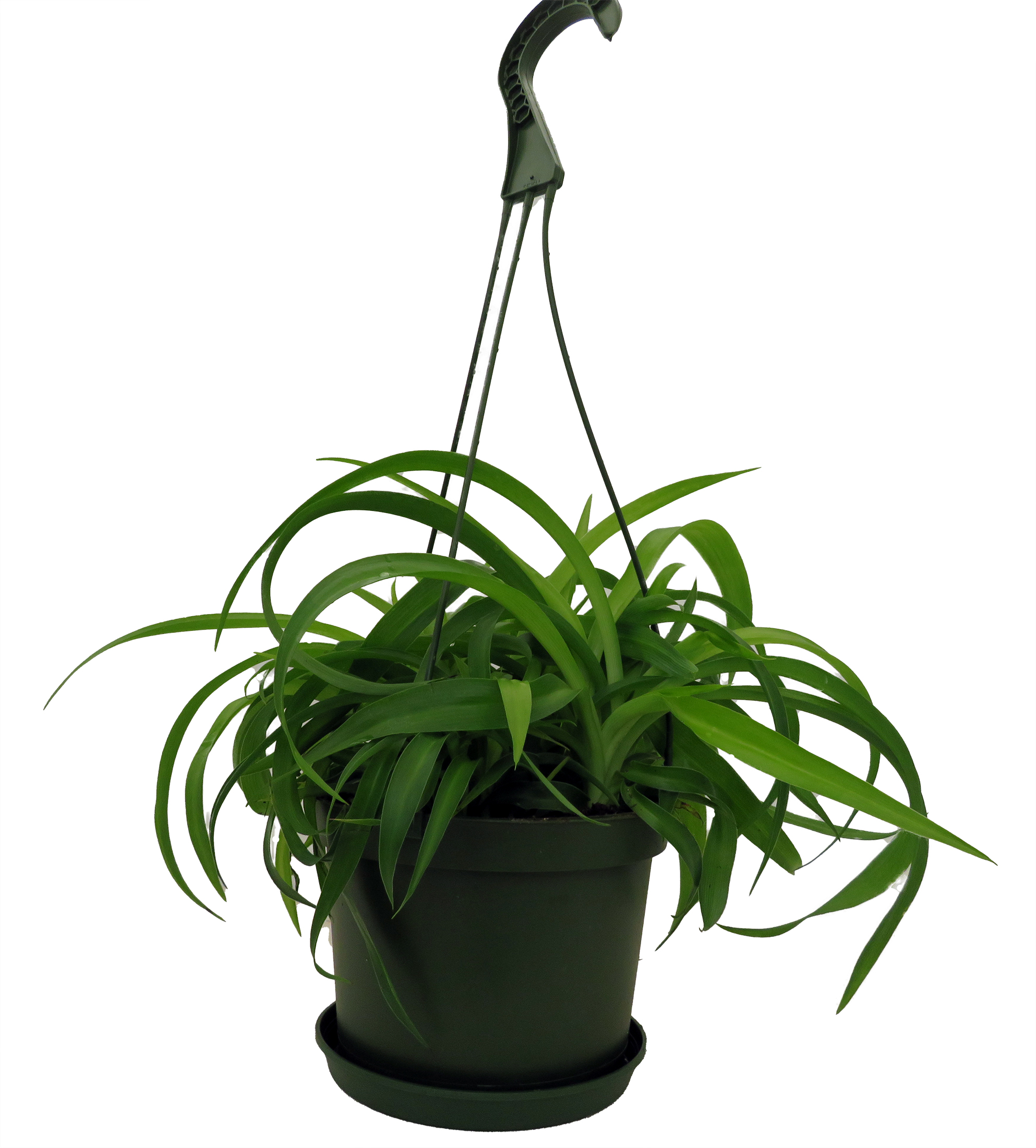 Green Bonnie Curly Spider Plant – Easy to Grow – Cleans the Air