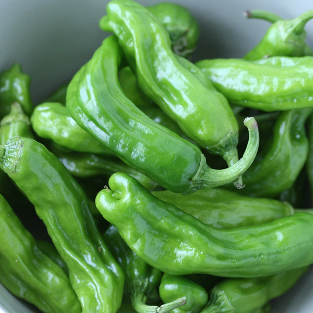 Shishito Sweet Wrinkled Old Man Pepper Plant – 獅子唐辛子 Shishitōgarashi – Grow Indoors or Out