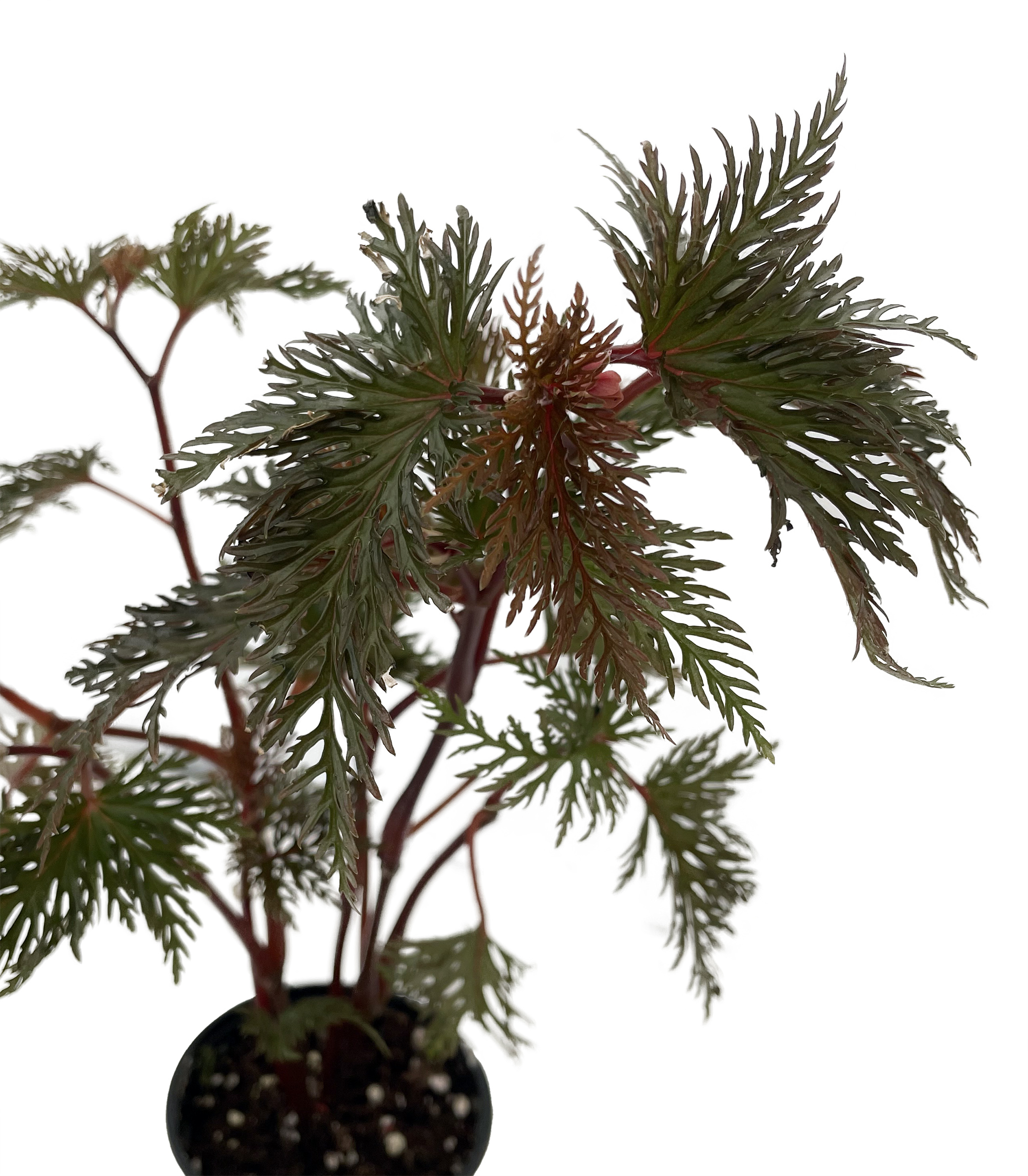 Discovering the Rare Begonia Bipinnitifida