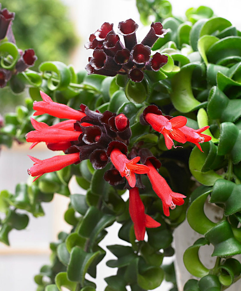 Why the Curly Lipstick Plant is Perfect for Your Home