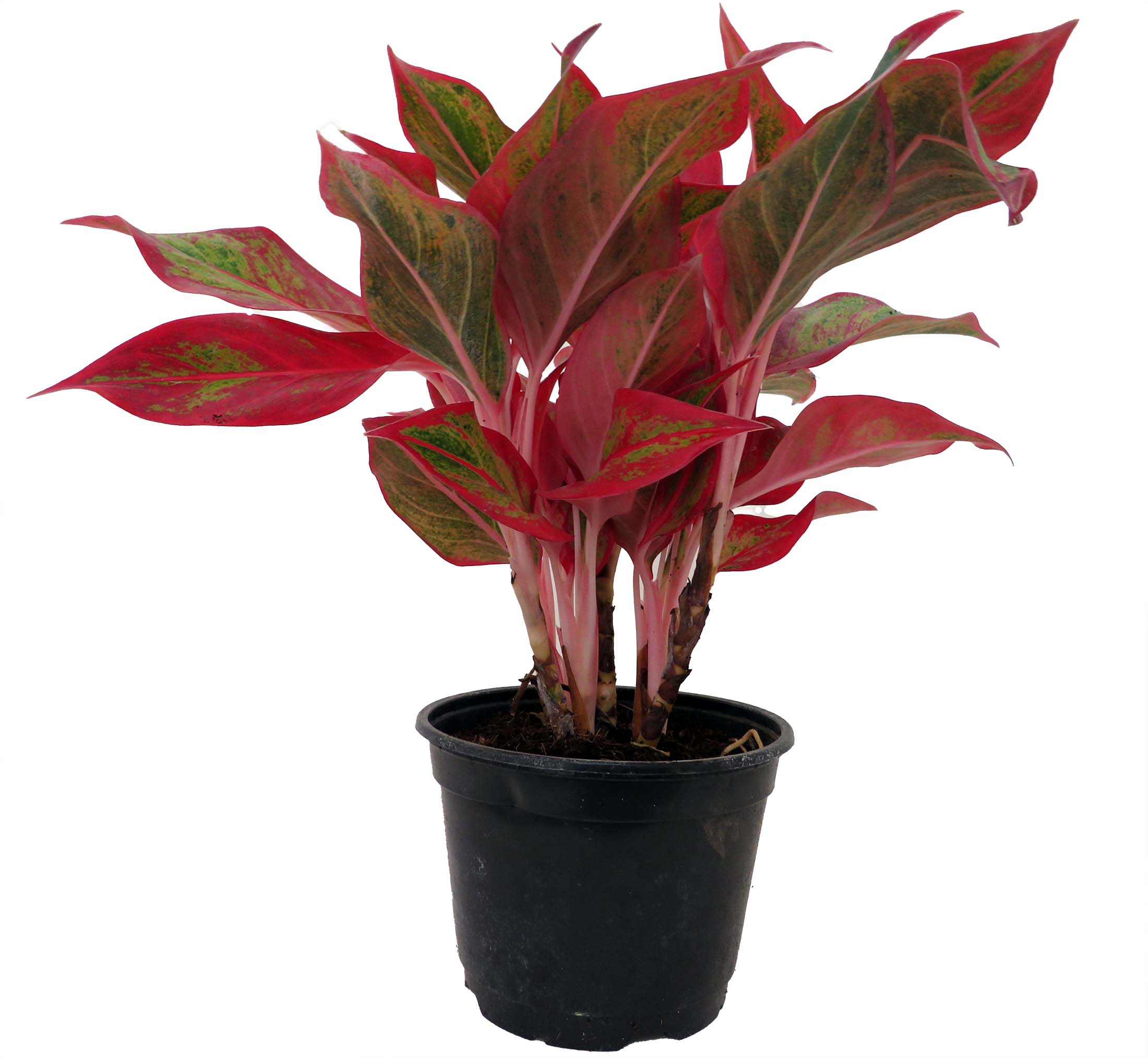 Enhance Your Home with a Beautiful Low-Care Plant