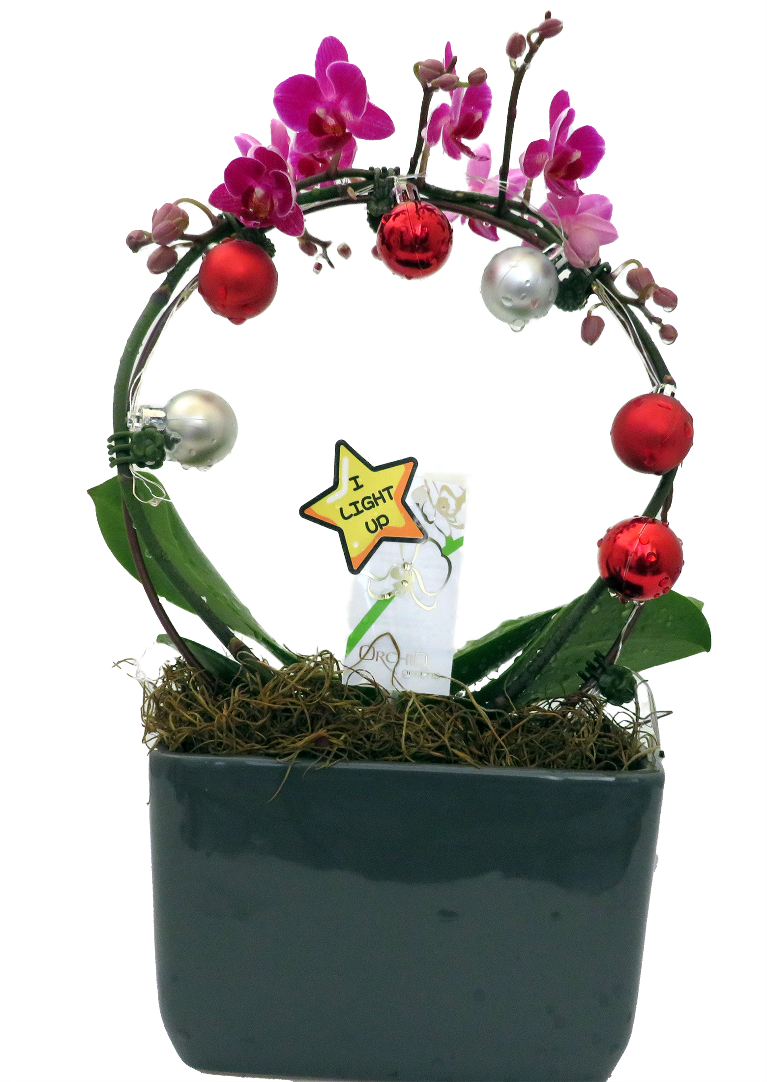Caring for Phalaenopsis: Your Guide to Moth Orchids
