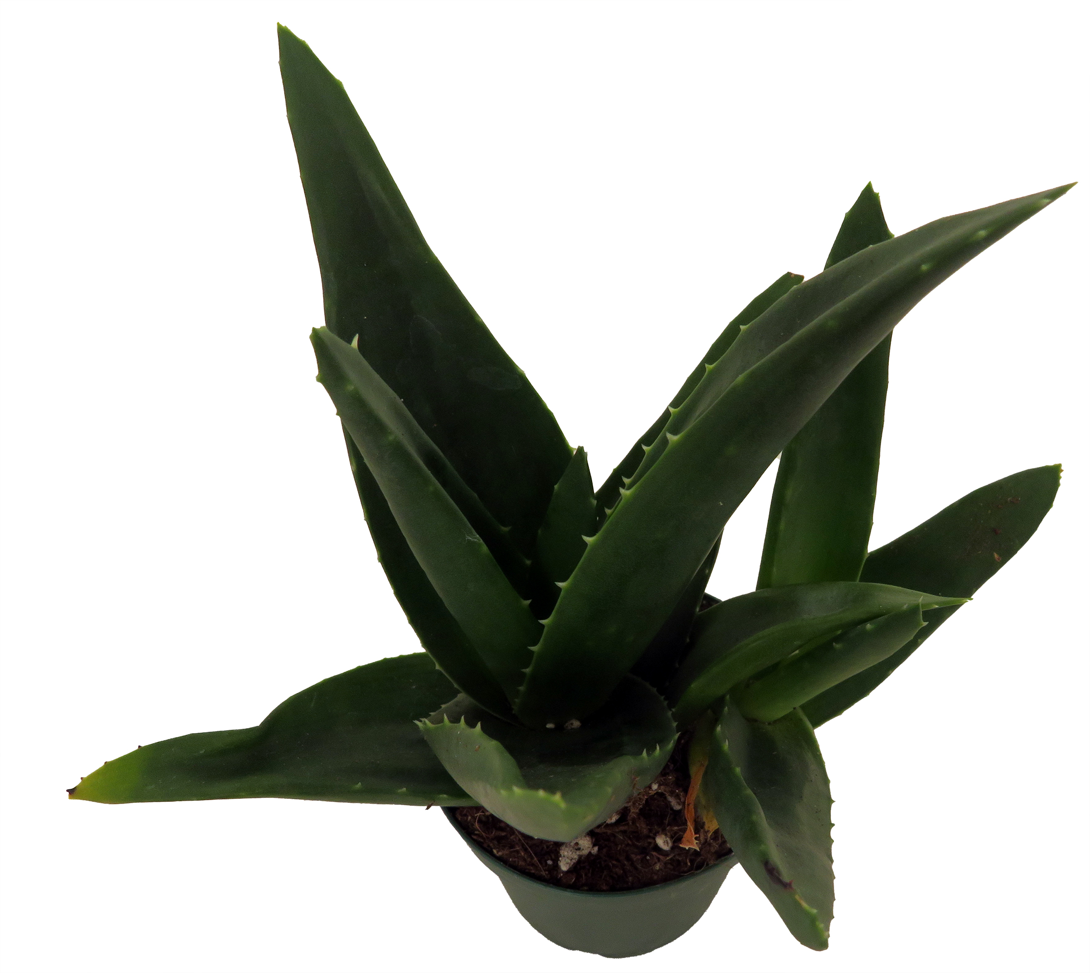 Why Haworthias Make Perfect Indoor Plants
