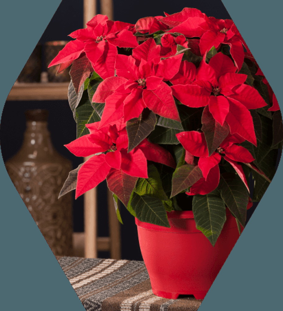 Discover Princettia®: The Modern Poinsettia for the Holidays