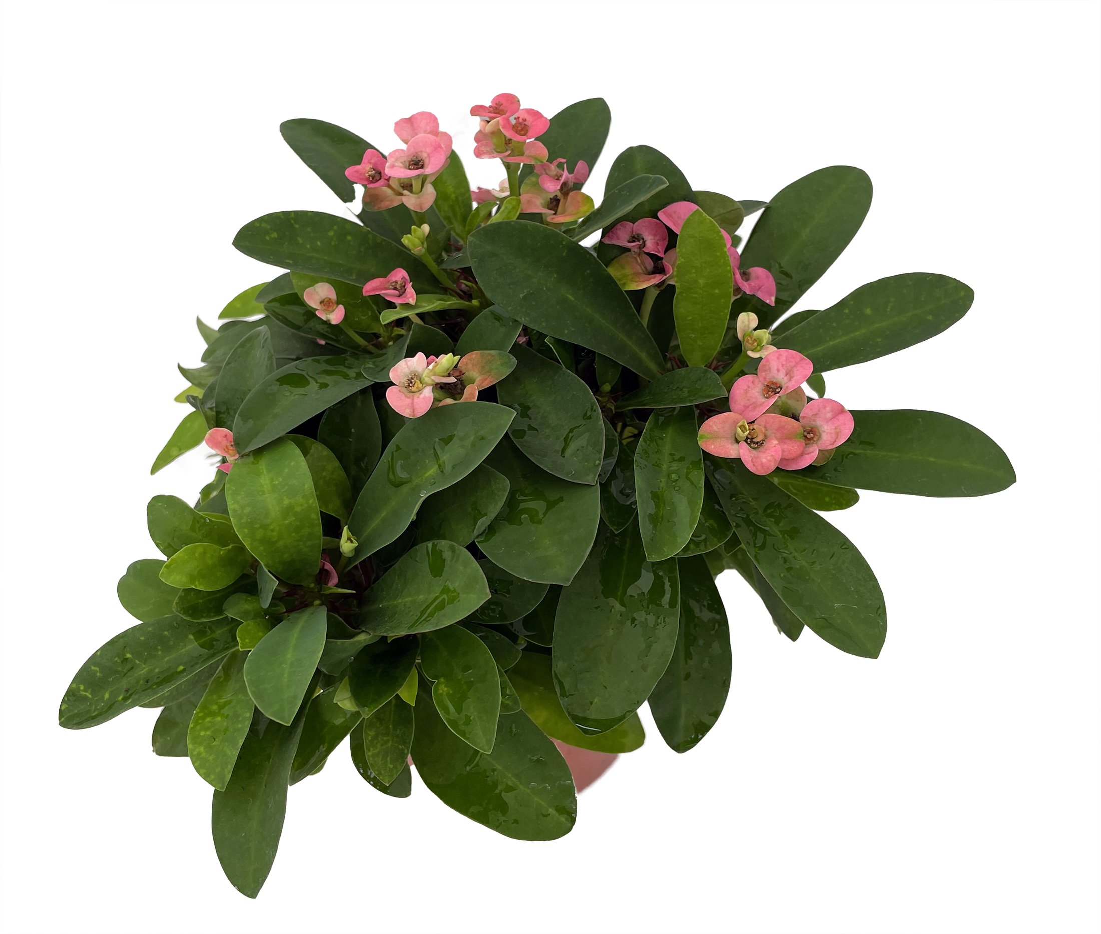 Rhea Biblical Crown of Thorns Plant – Euphorbia – Pink 