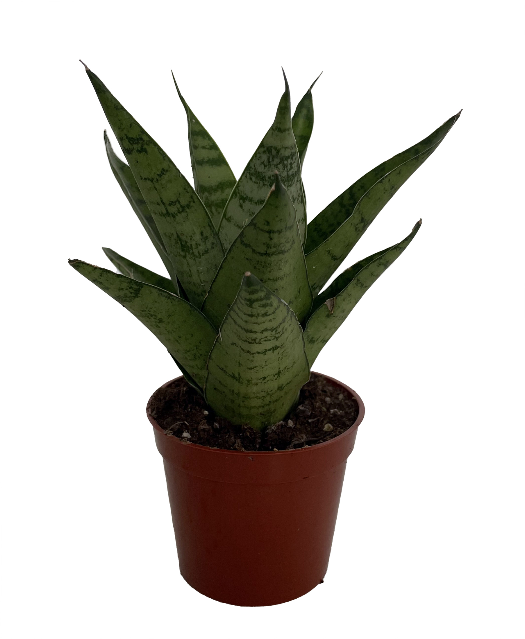The Myths and Benefits of Growing Snake Plants in Your Home