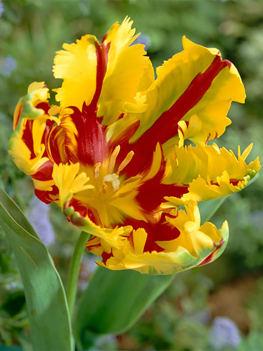 Benefits of Texas Flame Parrot Tulips