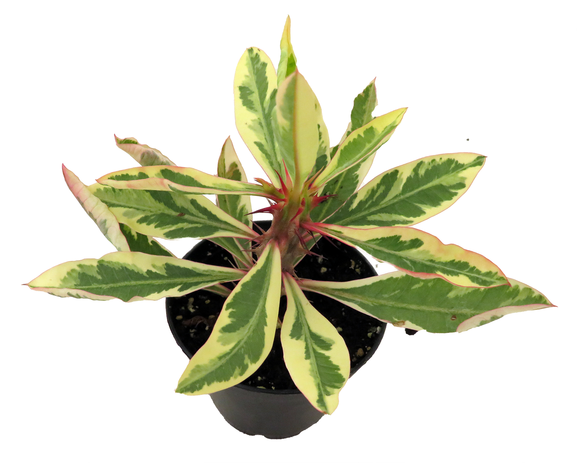 Rare White Lightening Crown of Thorns Plant – Euphorbia 