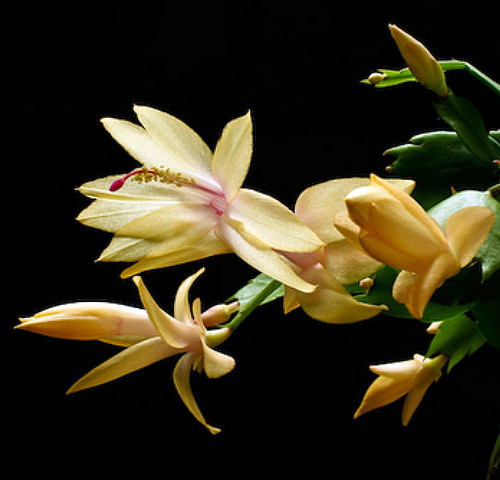 The Rare Golden Yellow Christmas Cactus. Only at Hirt’s Gardens