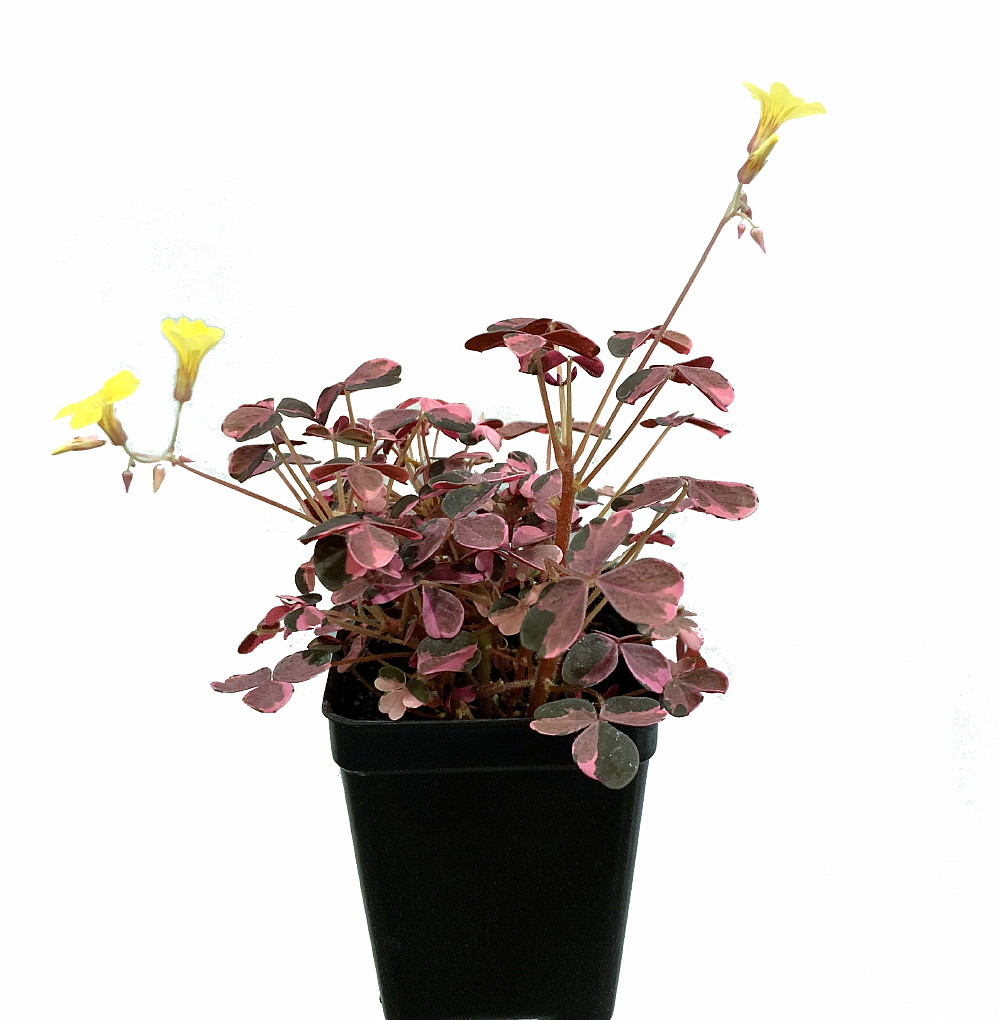 Plum Crazy Shamrock – Oxalis – Easy to Grow Houseplant