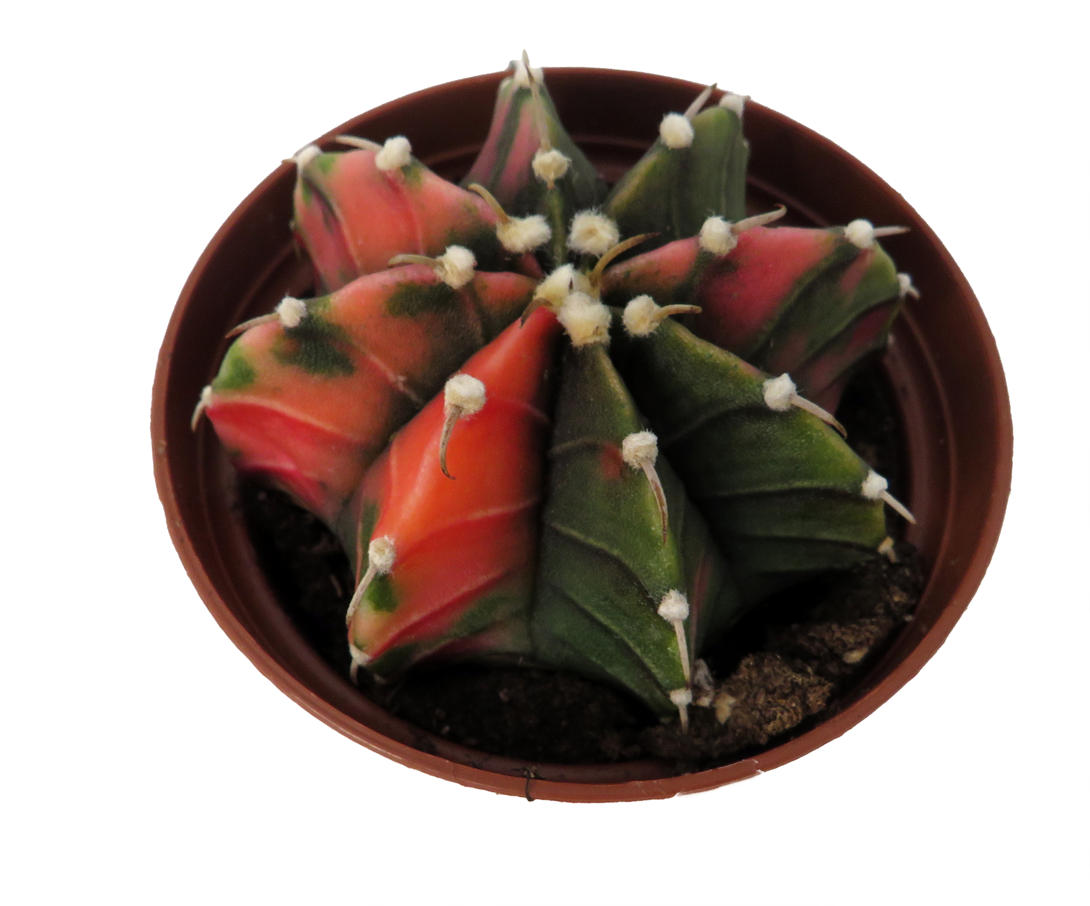 Tye Dye Cactus-Gymcalyciun Mihanovichii Variegata. So easy to grow! Just Give it sun and water when dry.