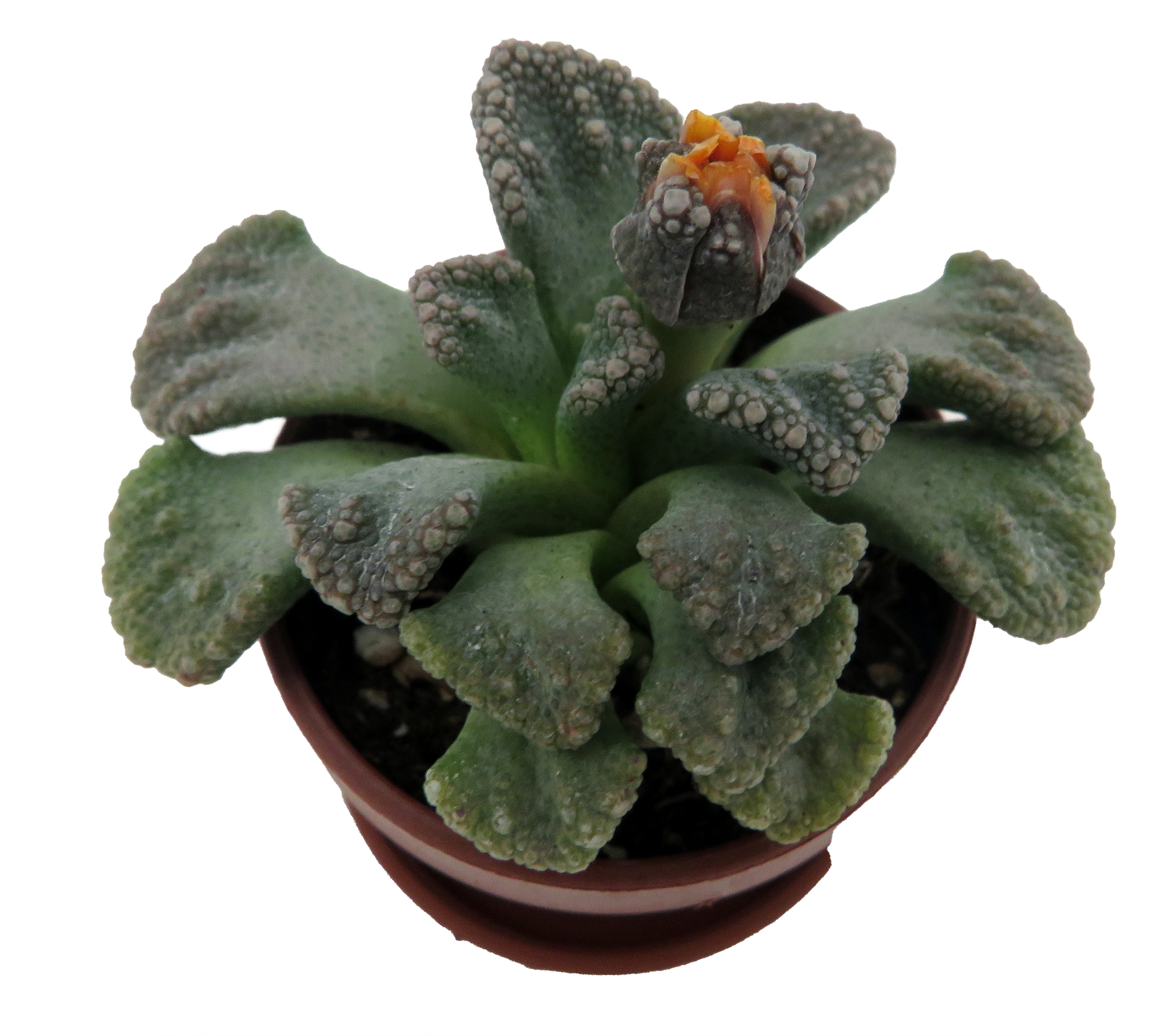 Dinosaur Foot Living Stone Plant – Titanopsis