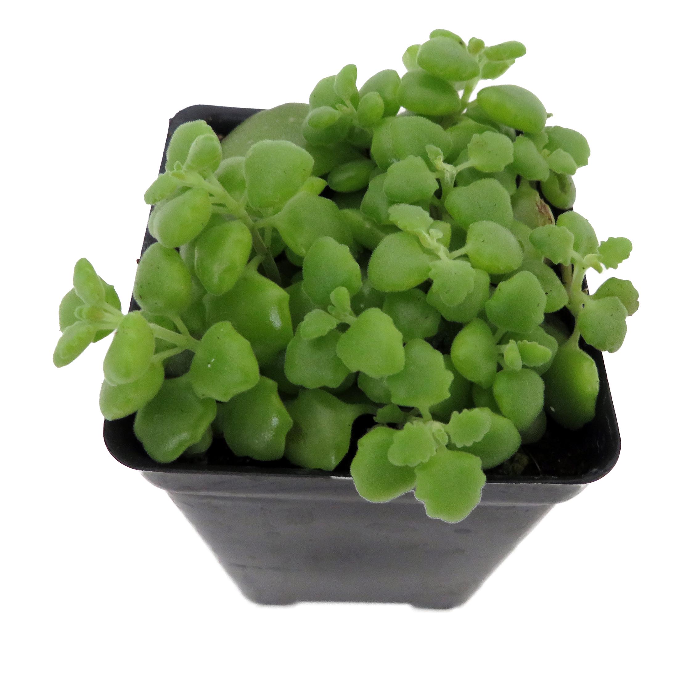 Pillow Plant – Plectranthus Prostrata