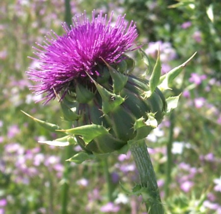 Cardoon Plant – 4″ Pot – Cynara cardunculus