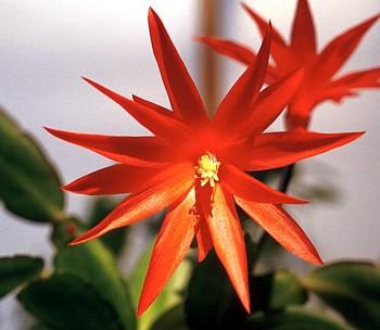 Orange Easter Cactus – Rhipsalidopsis – Rare