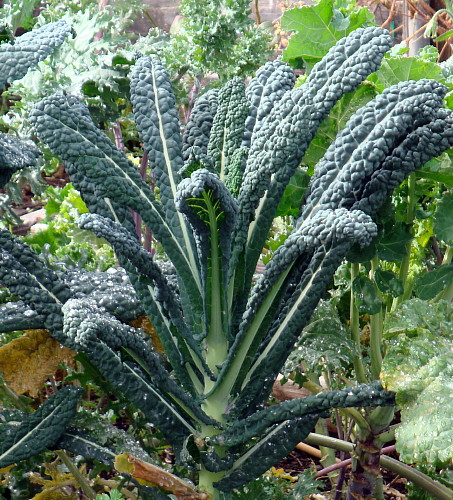 Dinosaur Lacinato Blue/Tuscan Kale Plant – 2.5″ Pot – Winter Hardy