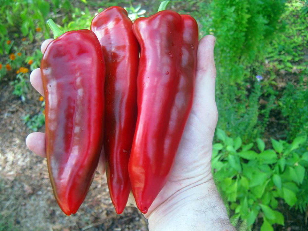 Giant Marconi Pepper Plant – Italian – Sweet Red