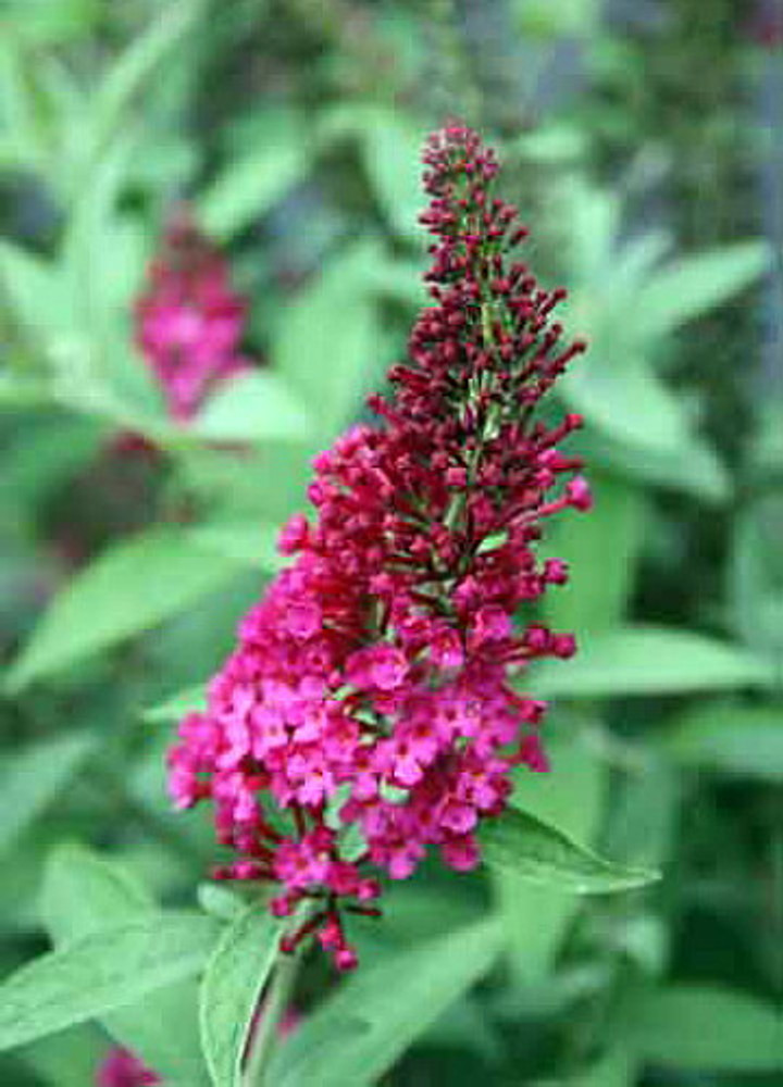 Buddleia x Miss Molly Butterfly Bush – Sangria Red -Proven Winners