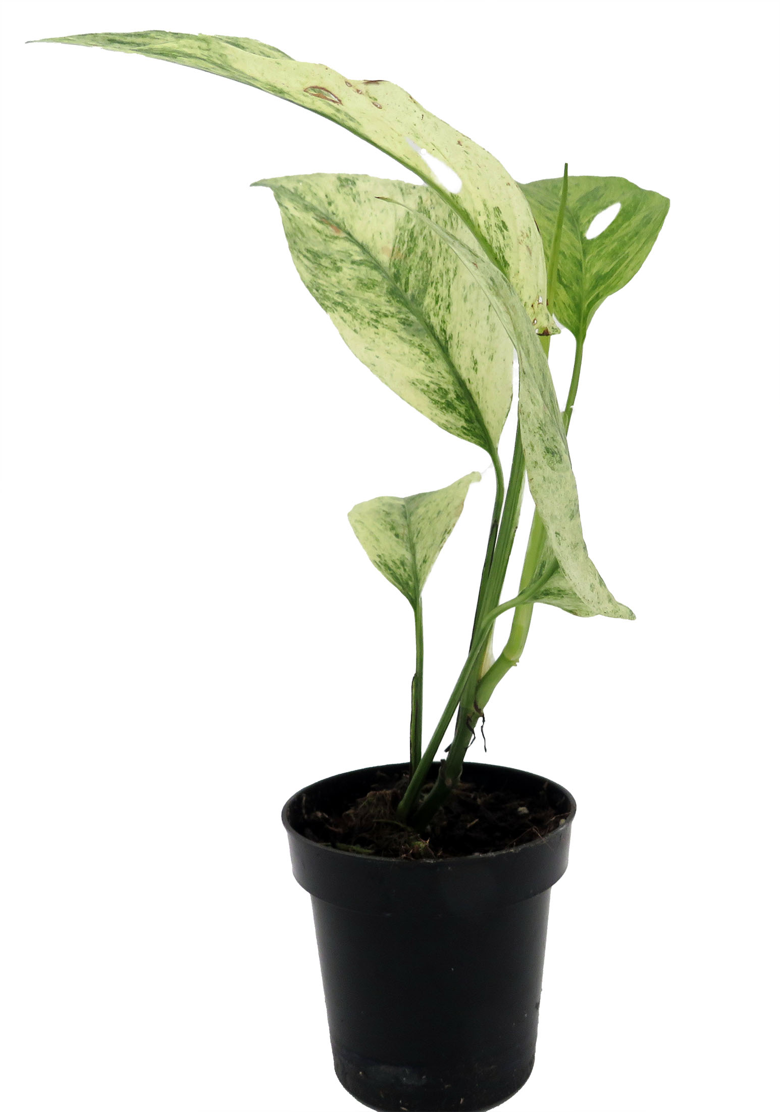 Monstera Laniata Variegated – Rare Plant