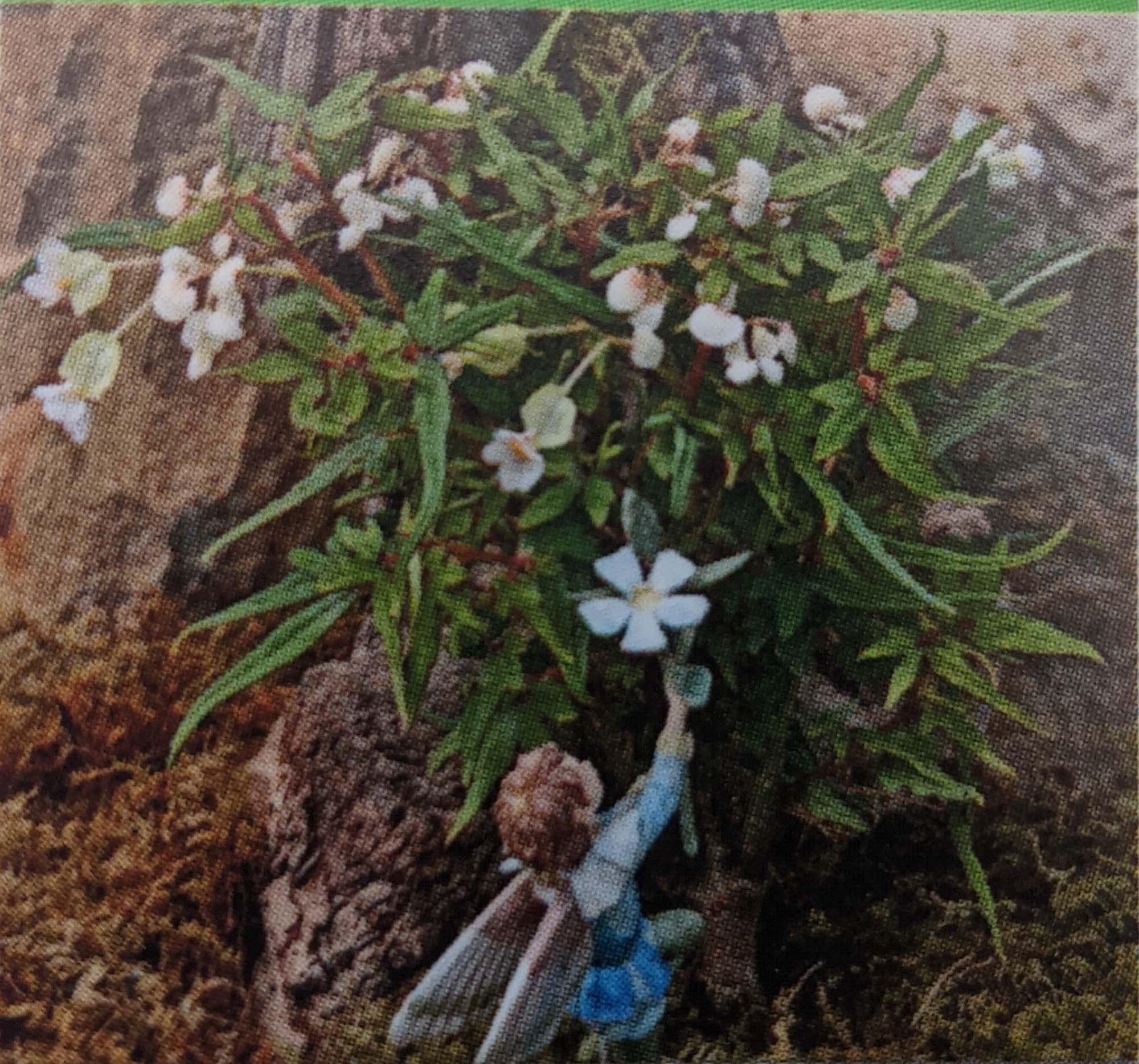 Mini Maple Leaf Begonia Plant – Terrarium/Fairy Garden/House Plant