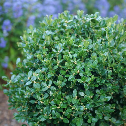 Neatball™ Boxwood – Buxus microphylla – Proven Winners