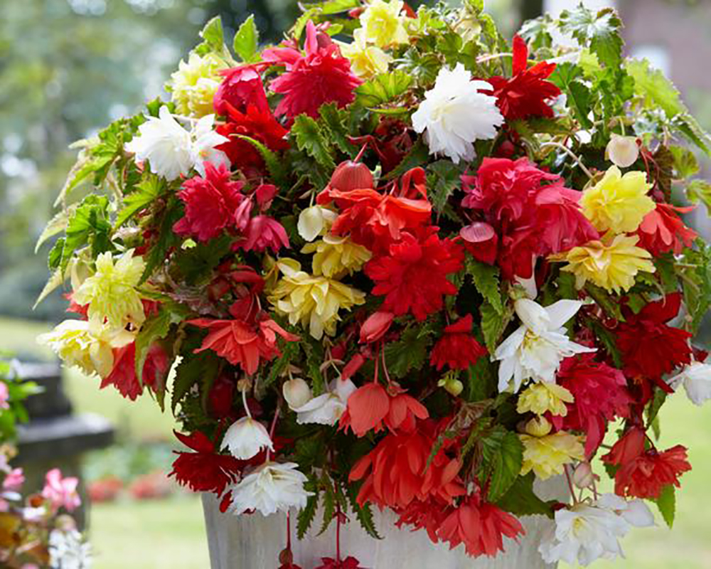 Pendula Hanging Begonia