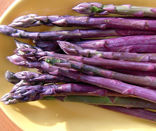 Purple Passion Asparagus – MALE DOMINATE – Heirloom/No GMOs