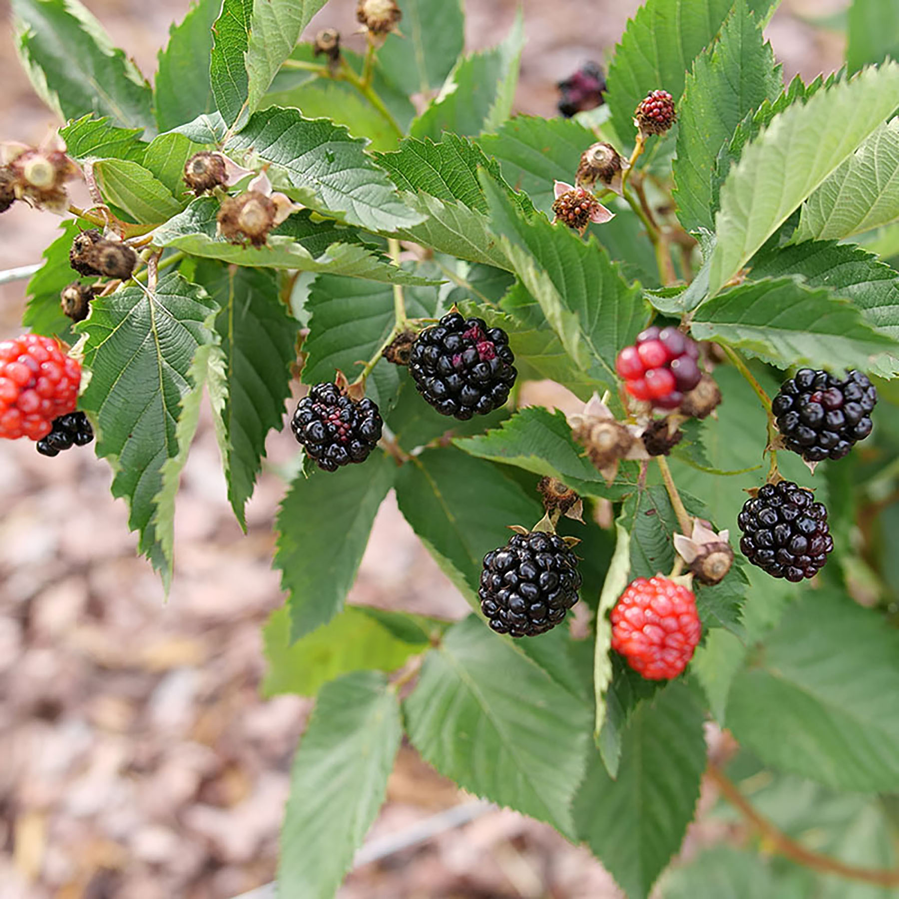 Taste Of Heaven™-Thornless Blackberry- Rubus – Proven Winner