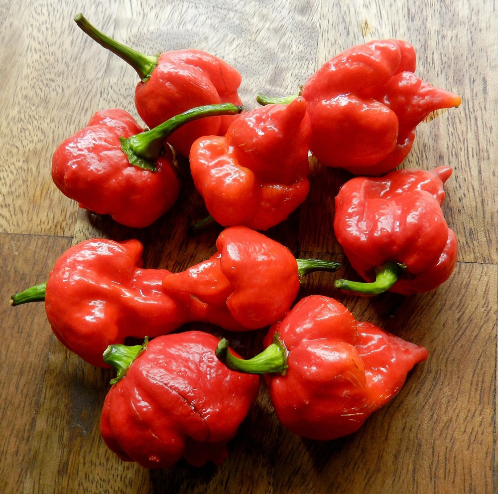Trinidad Scorpion Chile Pepper Plant – Straignt From the Depths of Hell