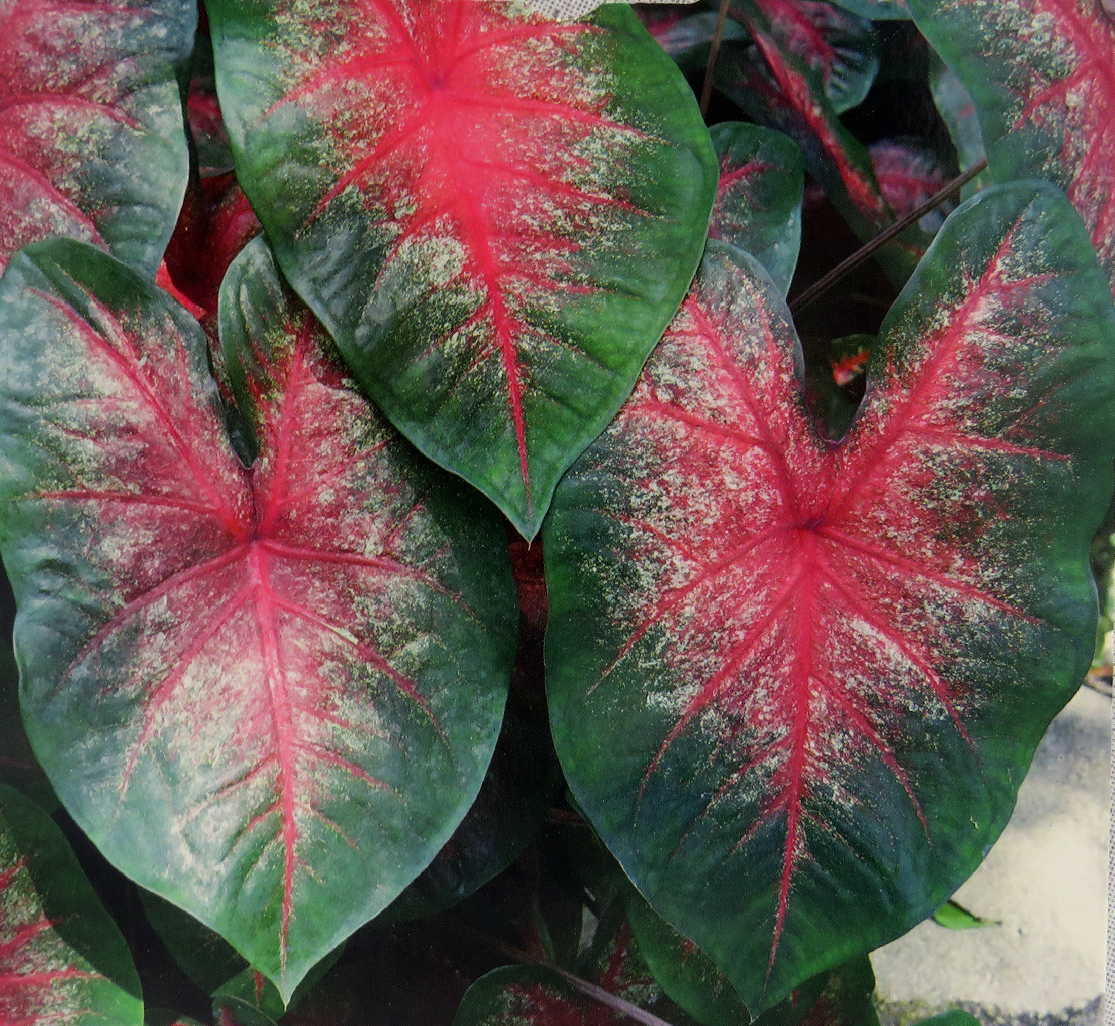 The Bombshell Caladium