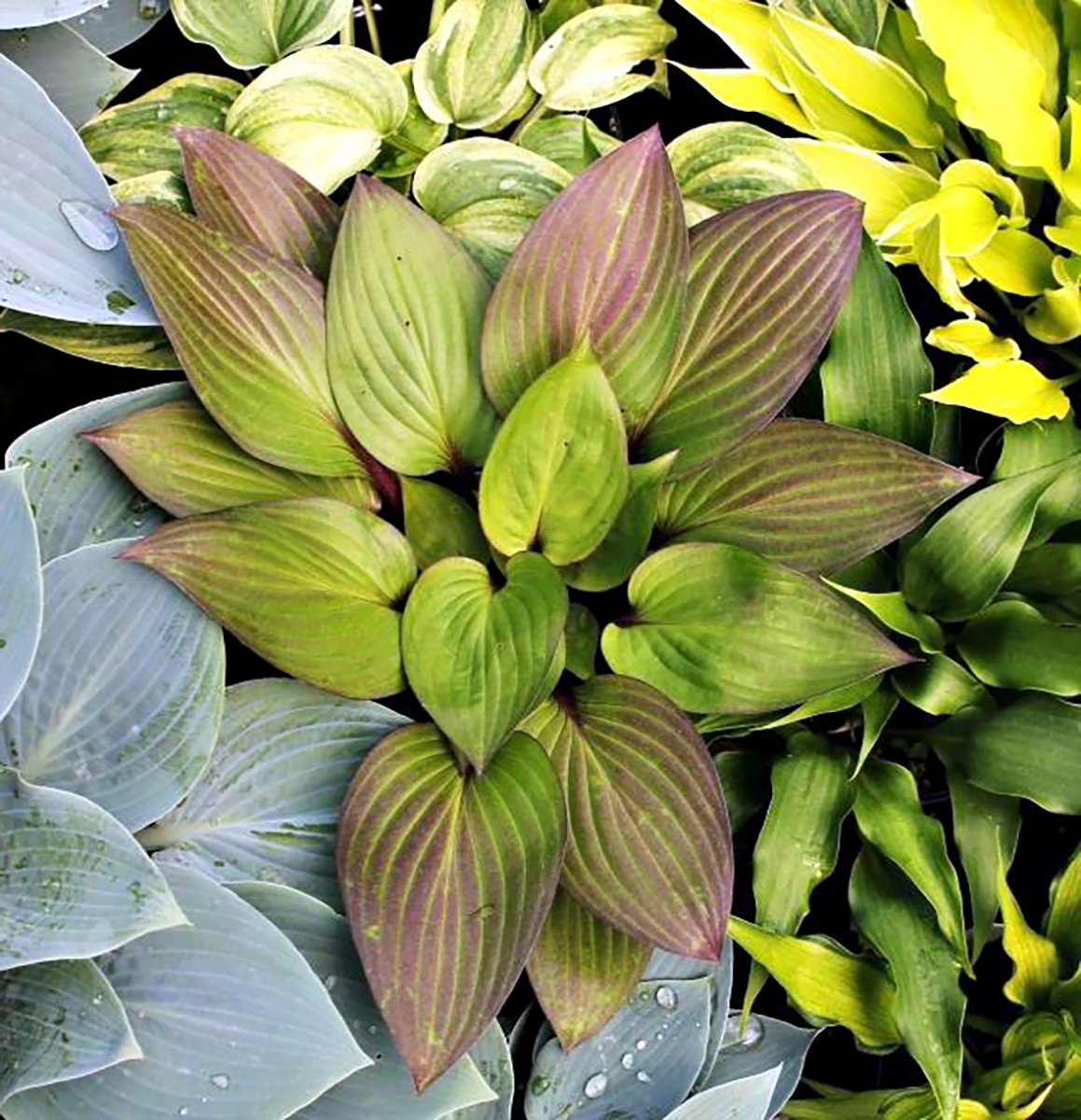 First Blush Hosta