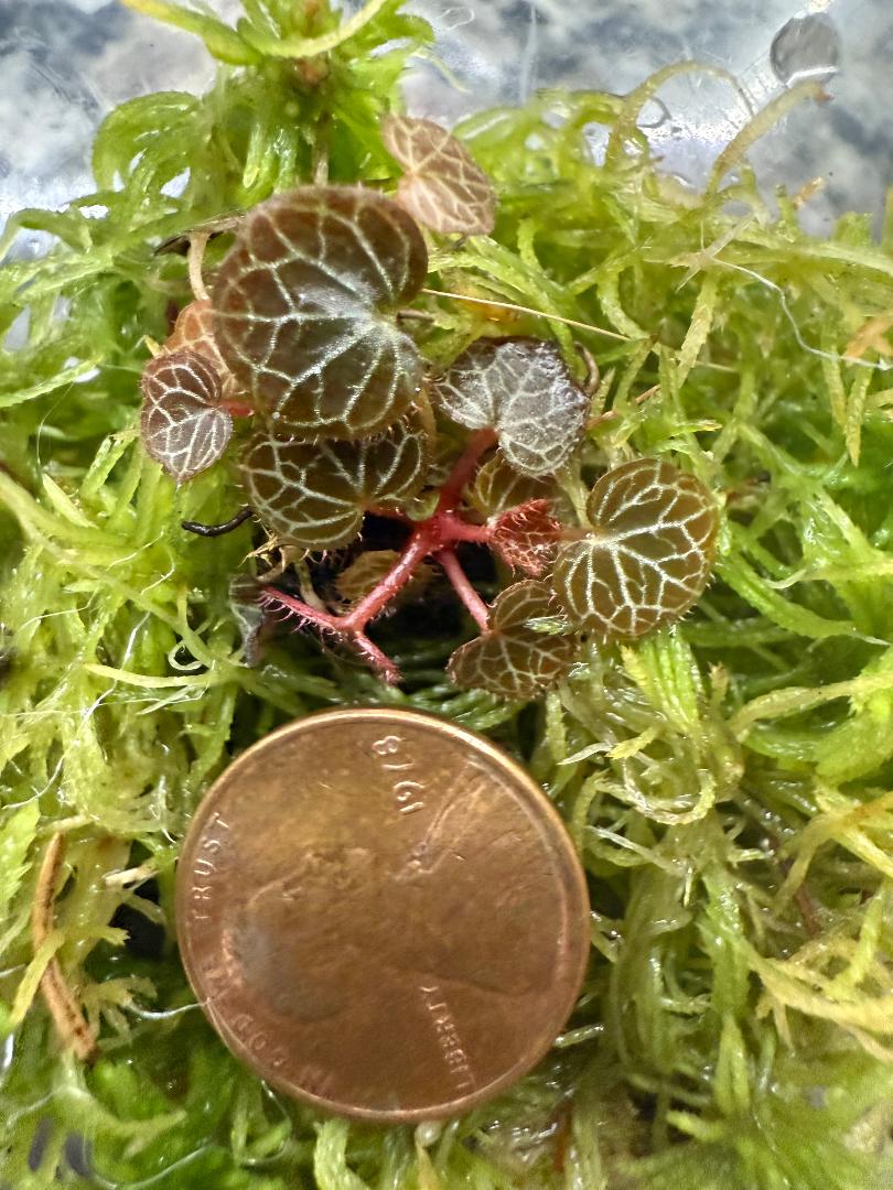 A Mystical Rare Plant from Yakushma, Japan