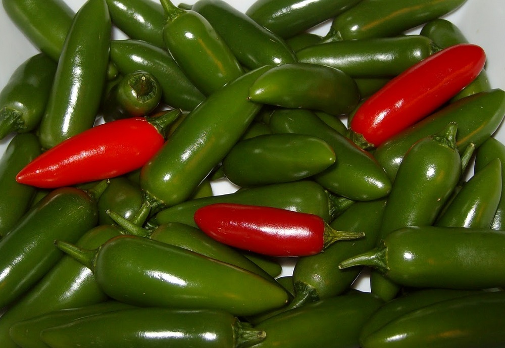 Serrano Pepper
