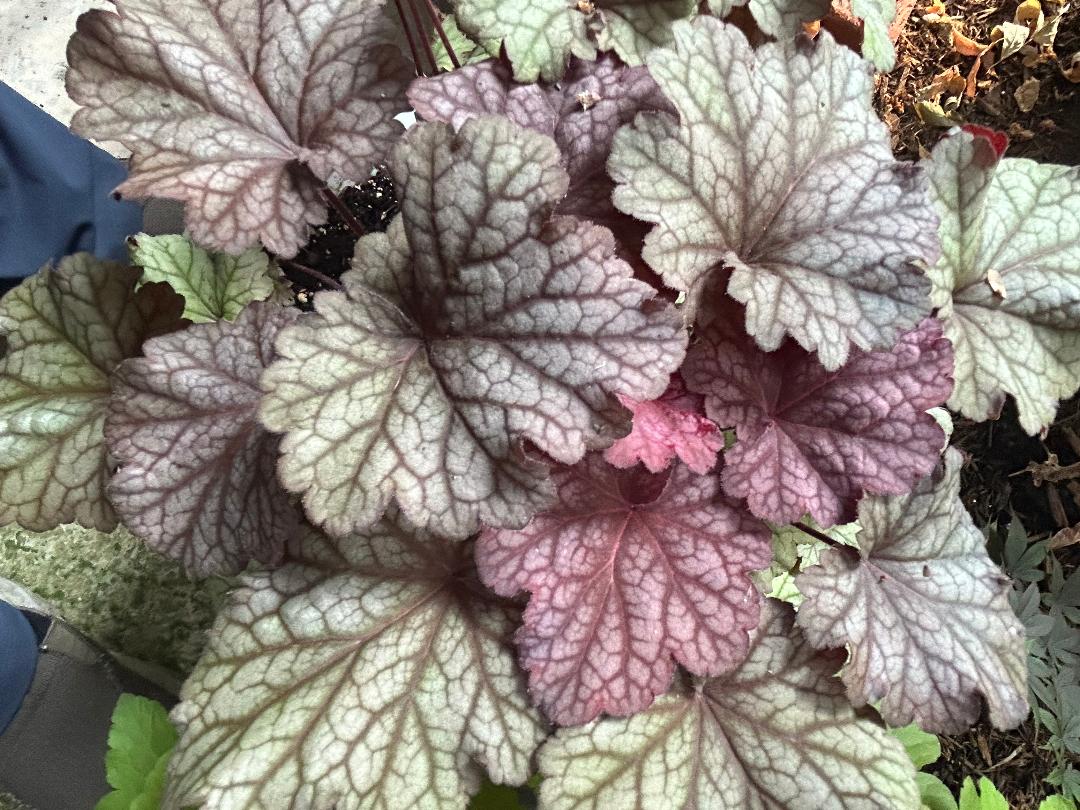 Heucheras, Better than Hostas