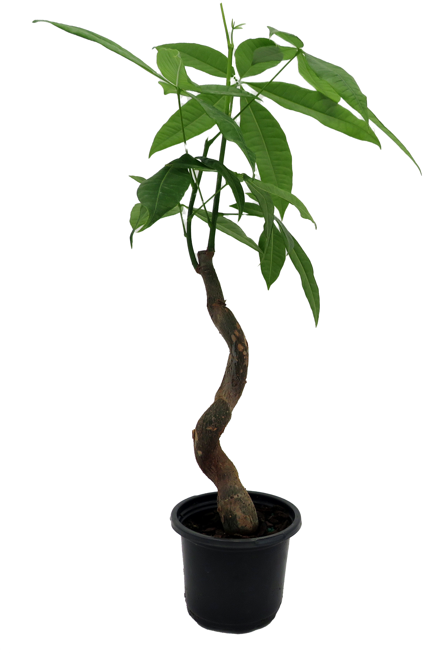 Wavy Trunk Pachira-Fortune Tree
